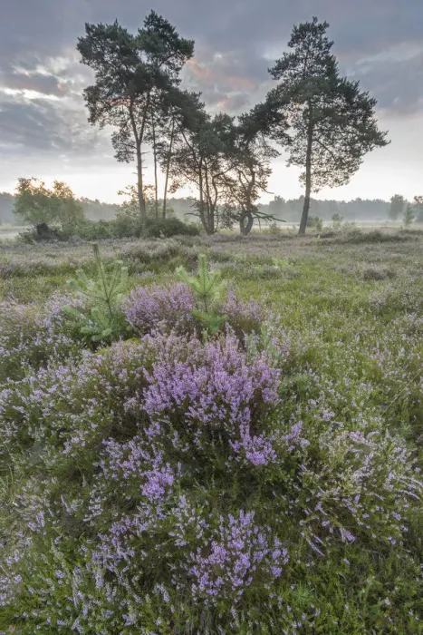 Framed Print : Heather (Calluna vulgaris) at dawn, with distant Klein Schietveld, Brasschaat, Belgium Framed Print : Heather (Calluna vulgaris) at dawn, with distant Klein Schietveld, Brasschaat, Belgium