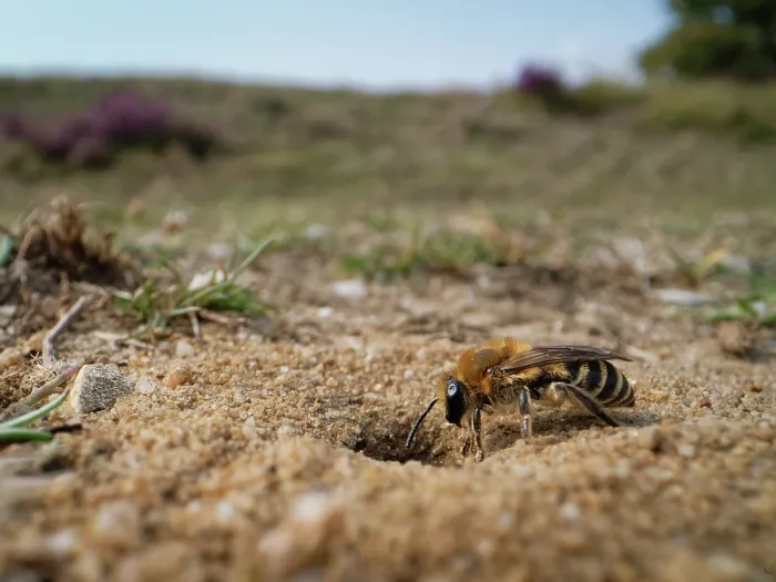 Framed Print : Heather colletes bee (Colletes succinctus) entering its nest burrow in a sandy path through heathland, Dorset, England, UK. August Framed Print : Heather colletes bee (Colletes succinctus) entering its nest burrow in a sandy path through heathland, Dorset, England, UK. August