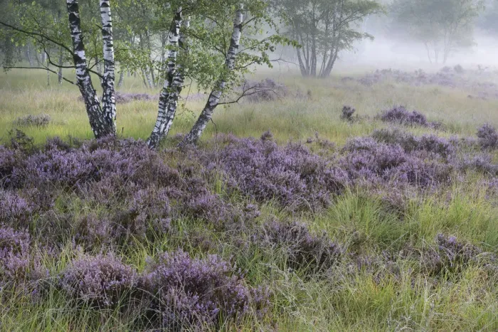 Framed Print : Heathland with Common heather (Calluna vulgaris) amongst Birch (Betula sp) trees Framed Print : Heathland with Common heather (Calluna vulgaris) amongst Birch (Betula sp) trees