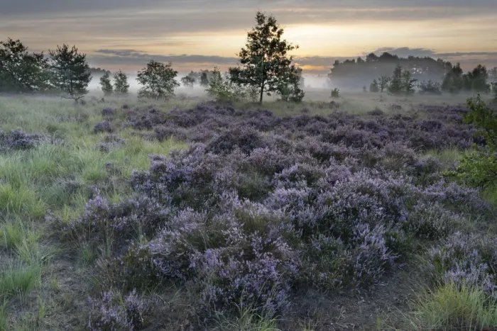 Framed Print : Heathland with Common heather (Calluna vulgaris) and scattered trees Framed Print : Heathland with Common heather (Calluna vulgaris) and scattered trees