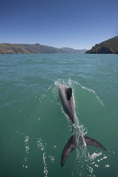 Hectors dolphin (Cephalorhynchus hectori) Akaroa Harbour, South Island, New Zealand, November