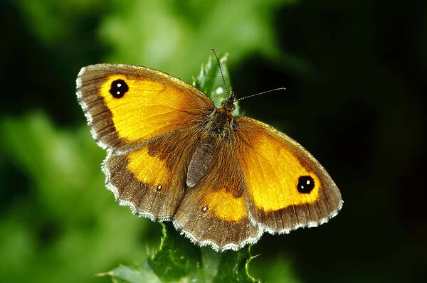 Hedge Brown  /  Gatekeeper butterfly (Pyronia tithonus) basking wings open, Southwest London
