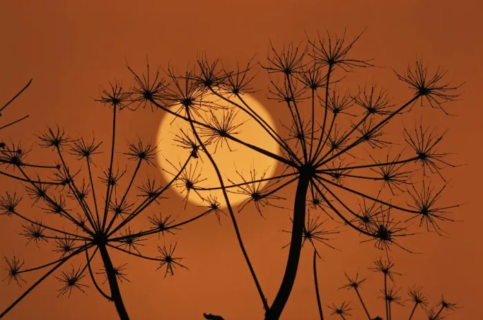 Framed Print : Hedge Parsley seed head (Torilis japonica) silhouetted at sunset, Norfolk, UK, November Framed Print : Hedge Parsley seed head (Torilis japonica) silhouetted at sunset, Norfolk, UK, November