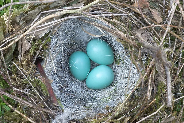 Hedge sparrow  /  Dunnock (Prunella modularis) nest with three eggs, nest exposed in hedge by summer hedge cutting, UK