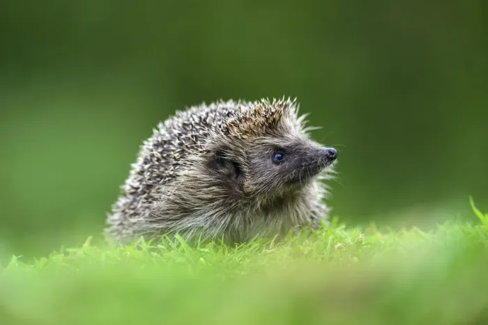 Framed Print : Hedgehog (Erinaceus europaeus). Dorset, UK, July. Captive Framed Print : Hedgehog (Erinaceus europaeus). Dorset, UK, July. Captive
