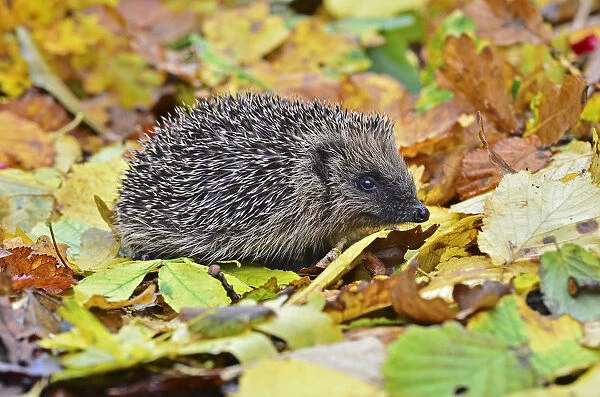 Hedgehog (Erinaceus europaeus) in autumn. Dorset, UK, October