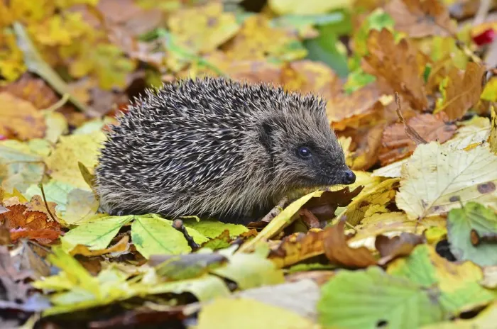 Framed Print : Hedgehog (Erinaceus europaeus) in autumn. Dorset, UK, October Framed Print : Hedgehog (Erinaceus europaeus) in autumn. Dorset, UK, October