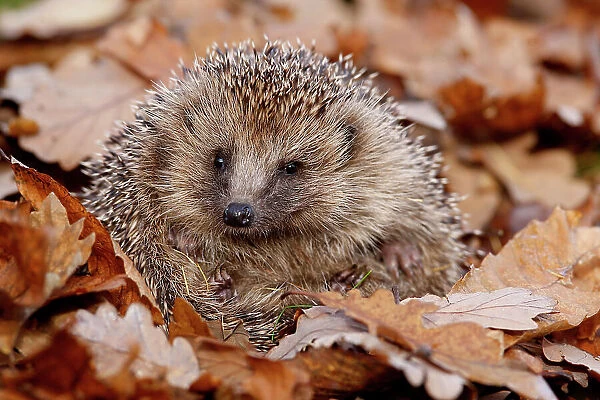 Hedgehog (Erinaceus europaeus) curled up in autumn leaves, Peak District, UK. November