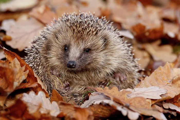 Framed Print : Hedgehog (Erinaceus europaeus) curled up in autumn leaves, Peak District, UK. November Framed Print : Hedgehog (Erinaceus europaeus) curled up in autumn leaves, Peak District, UK. November