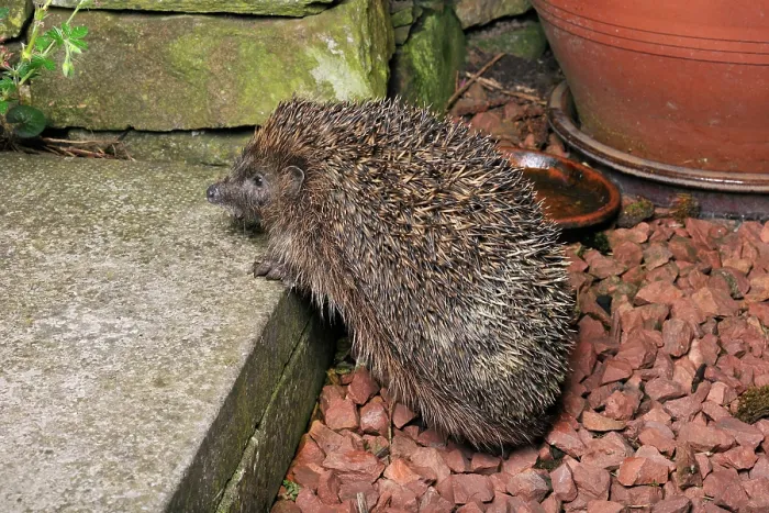 Framed Print : Hedgehog (Erinaceus europaeus) in garden hunting for food, Berwickshire, Scottish Borders, Scotland, UK. August Framed Print : Hedgehog (Erinaceus europaeus) in garden hunting for food, Berwickshire, Scottish Borders, Scotland, UK. August