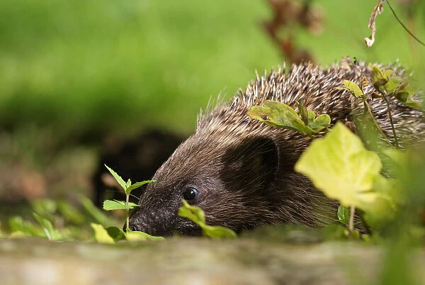 Hedgehog (Erinaceus europaeus) released adult foraging in garden, Sheffield, England, UK