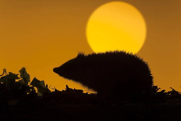 Hedgehog (Erinaceus europaeus) silhouetted against setting sun. UK, October