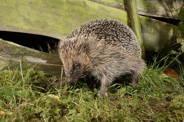 Hedgehog (Erinaceus europaeus) in a suburban garden at night near a gap in the fence
