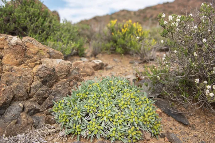 Framed Print : Hedgehog milkbush (Euphorbia loricata) flowering in desert, Central Karoo, Cape Province, South Africa. August
