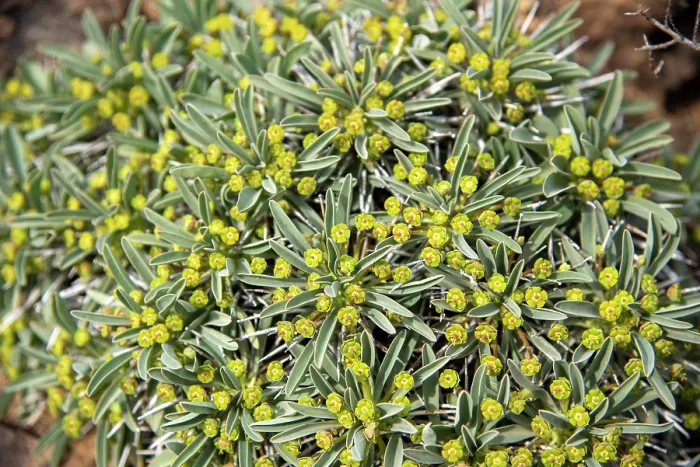 Framed Print : Hedgehog milkbush (Euphorbia loricata) flowering in desert, Central Karoo, Cape Province, South Africa. August Framed Print : Hedgehog milkbush (Euphorbia loricata) flowering in desert, Central Karoo, Cape Province, South Africa. August