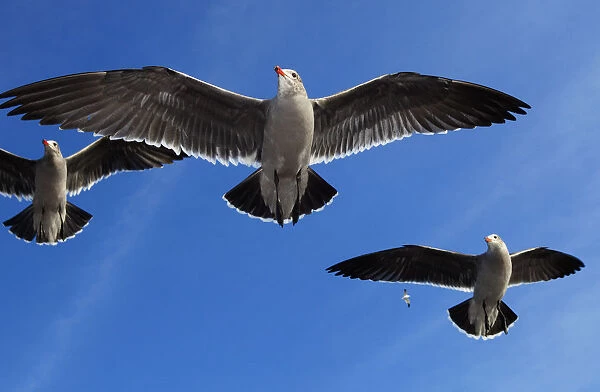 Heermanns Gulls (Larus heermanni) in flight. Ensenada, Baja California Peninsula