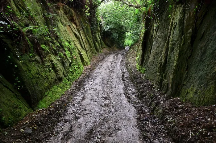 Framed Print : Hell Lane holloway, Symondsbury, Dorset, England, UK, June 2021 Framed Print : Hell Lane holloway, Symondsbury, Dorset, England, UK, June 2021