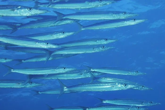 Framed Print : Heller's barracuda (Sphyraena helleri) shoal, Hawaii, Pacific Ocean Framed Print : Heller's barracuda (Sphyraena helleri) shoal, Hawaii, Pacific Ocean