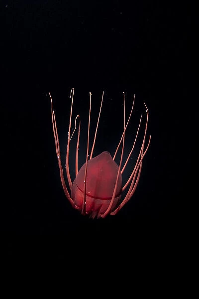 Helmet jellyfish (Periphylla periphylla) drifting in the deep sea, Trondheimsfjord, Norway, Atlantic Ocean