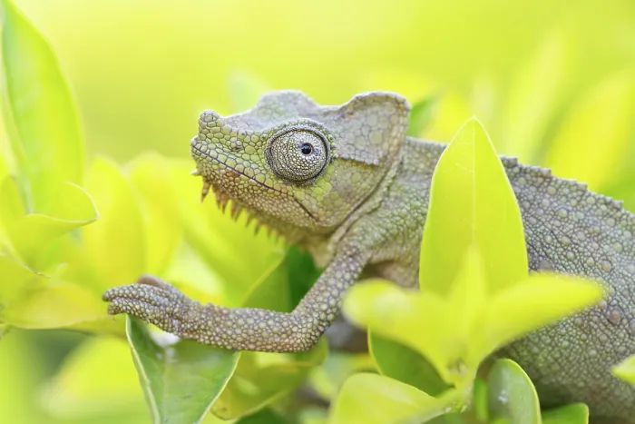 Framed Print : Helmeted chameleon (Trioceros hoehnelii) male, among yellow flowers, Mabira Forest, Uganda Framed Print : Helmeted chameleon (Trioceros hoehnelii) male, among yellow flowers, Mabira Forest, Uganda
