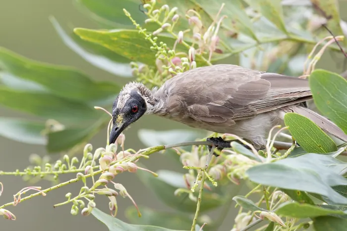 Framed Print : Helmeted friarbird (Philemon buceroides) feeding on nectar of flowering Clothes-peg tree (Grevillea decurrens), Adelaide River Hills, Northern Territory, Australia Framed Print : Helmeted friarbird (Philemon buceroides) feeding on nectar of flowering Clothes-peg tree (Grevillea decurrens), Adelaide River Hills, Northern Territory, Australia