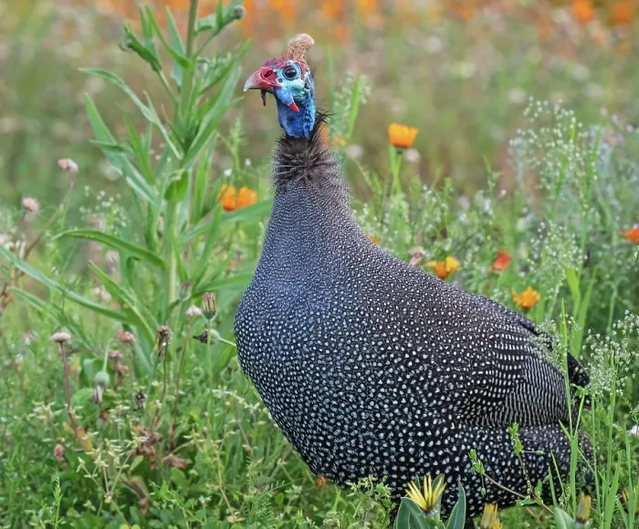 Framed Print : Helmeted guineafowl (Numida meleagris) male, standing in garden, Kirstenbosch Botanical Gardens, Cape Town, South Africa Framed Print : Helmeted guineafowl (Numida meleagris) male, standing in garden, Kirstenbosch Botanical Gardens, Cape Town, South Africa