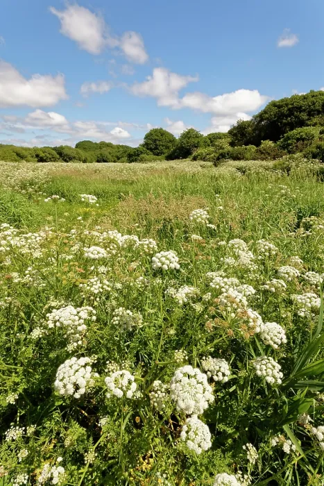 Framed Print : Hemlock water-dropwort (Oenanthe crocata) dense stand flowering in marshland bordering Loe Pool, Porthleven, The Lizard, Cornwall, England, UK. June Framed Print : Hemlock water-dropwort (Oenanthe crocata) dense stand flowering in marshland bordering Loe Pool, Porthleven, The Lizard, Cornwall, England, UK. June