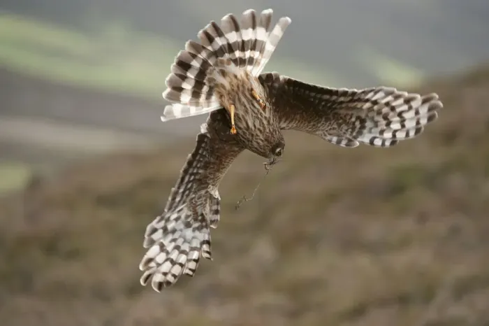 Framed Print : Hen harrier (Circus cyaneus) adult female diving to nest site, carrying nesting material Framed Print : Hen harrier (Circus cyaneus) adult female diving to nest site, carrying nesting material