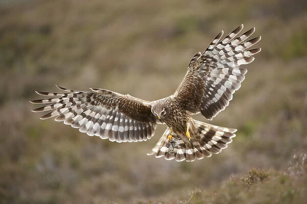 Hen harrier (Circus cyaneus) adult female in flight, approaching nest with food for chicks