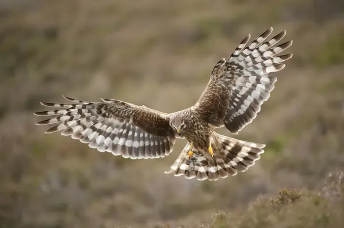 Framed Print : Hen harrier (Circus cyaneus) adult female in flight, approaching nest with food for chicks Framed Print : Hen harrier (Circus cyaneus) adult female in flight, approaching nest with food for chicks