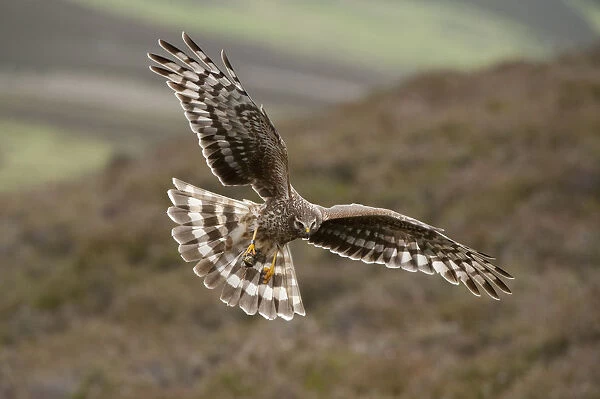 Hen harrier (Circus cyaneus) adult female in flight, landing at nest with food for chicks