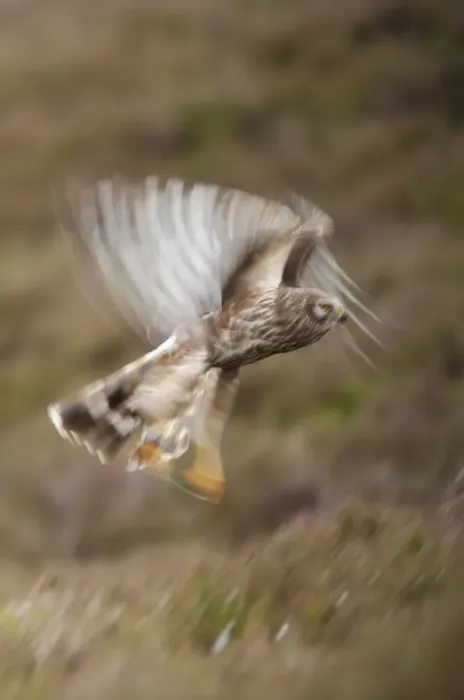 Framed Print : Hen harrier (Circus cyaneus) adult female in flight, moorland habitat, long exposure Framed Print : Hen harrier (Circus cyaneus) adult female in flight, moorland habitat, long exposure