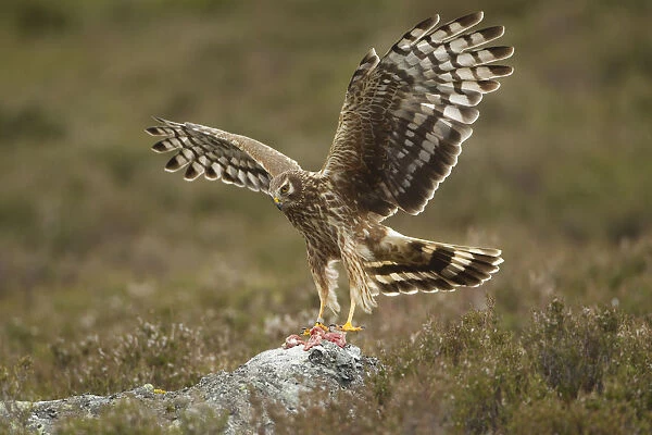 Hen harrier (Circus cyaneus) adult female landing on rock to take food as part of