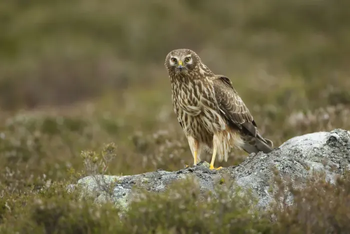Framed Print : Hen harrier (Circus cyaneus) adult female perched on rock, moorland habitat, Glen Tanar Estate Framed Print : Hen harrier (Circus cyaneus) adult female perched on rock, moorland habitat, Glen Tanar Estate