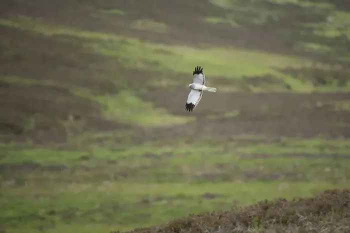 Framed Print : Hen harrier (Circus cyaneus) adult male in flight over moorland, Glen Tanar Estate Framed Print : Hen harrier (Circus cyaneus) adult male in flight over moorland, Glen Tanar Estate