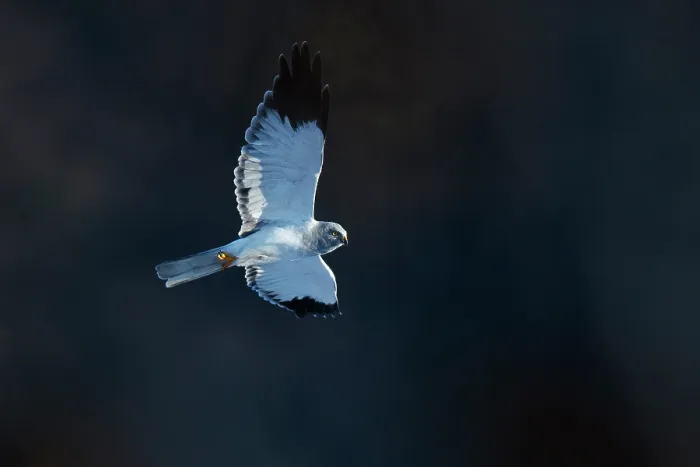 Framed Print : Hen harrier (Circus cyaneus) in flight, Lower Silesia, Poland. February Framed Print : Hen harrier (Circus cyaneus) in flight, Lower Silesia, Poland. February