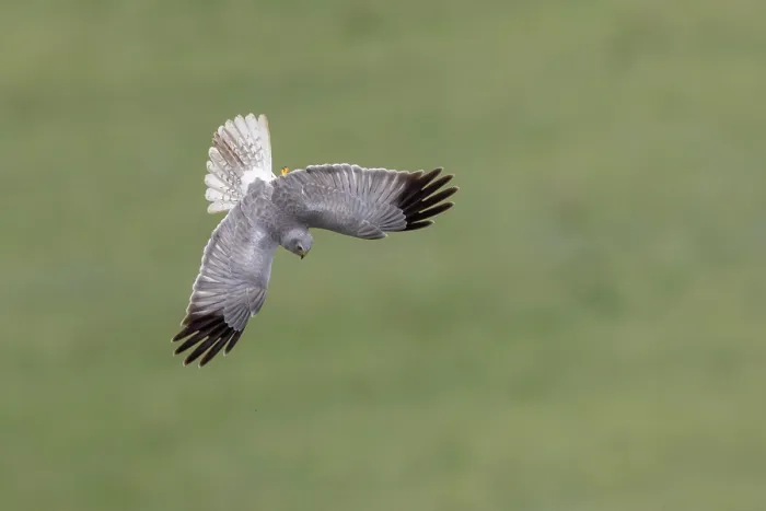 Framed Print : Hen harrier (Circus cyaneus) male, swooping down over meadow, hunting rodents, Aude France. June Framed Print : Hen harrier (Circus cyaneus) male, swooping down over meadow, hunting rodents, Aude France. June