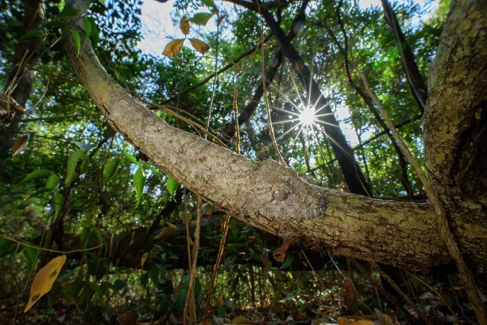 Framed Print : Henkel's leaf-tailed gecko (Uroplatus henkeli) sleeping during daylight, camouflaged on branch. Ankarana Reserve, northern Madagascar