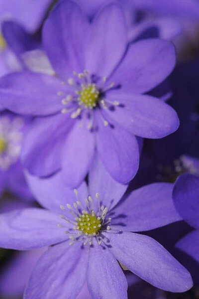 Hepatica  /  Blue anemone (Hepatica nobilis) flowers, Sabysjon, Uppland, Sweden, April 2009
