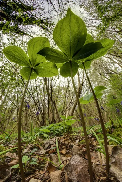 Framed Print : Herb paris (Paris quadrifolia) in Lower Woods, Gloucestershire, UK. April Framed Print : Herb paris (Paris quadrifolia) in Lower Woods, Gloucestershire, UK. April