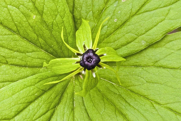 Herb paris (Paris quadrifolia) in Lower Woods, Gloucestershire, England, UK
