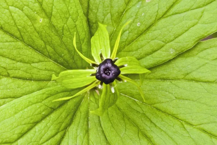 Framed Print : Herb paris (Paris quadrifolia) in Lower Woods, Gloucestershire, England, UK Framed Print : Herb paris (Paris quadrifolia) in Lower Woods, Gloucestershire, England, UK