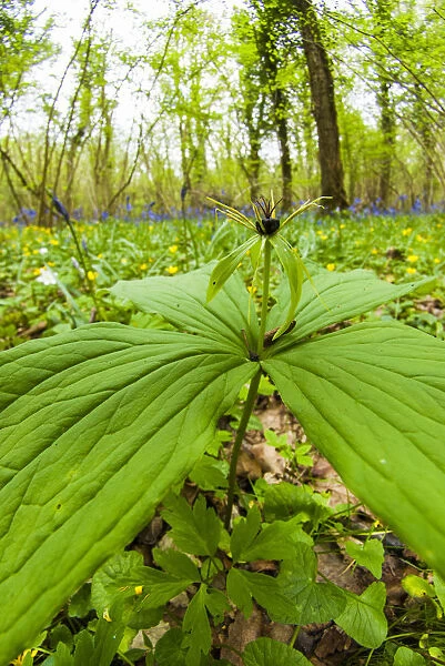 Herb paris (Paris quadrifolia) in Lower Woods, Gloucestershire, UK. April