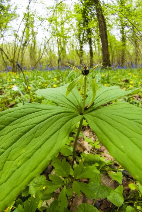 Framed Print : Herb paris (Paris quadrifolia) in Lower Woods, Gloucestershire, UK. April Framed Print : Herb paris (Paris quadrifolia) in Lower Woods, Gloucestershire, UK. April