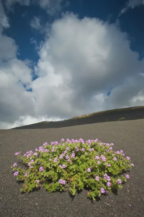 Framed Print : Herb robert (Geranium robertianum) flowering in lava field, La Geria area, Lanzarote