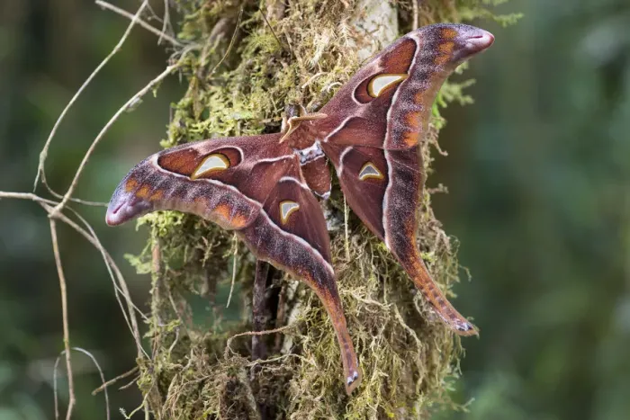 Framed Print : Hercules moth (Coscinocera hercules) recently emerged, montane rainforest. Ambua Lodge Framed Print : Hercules moth (Coscinocera hercules) recently emerged, montane rainforest. Ambua Lodge