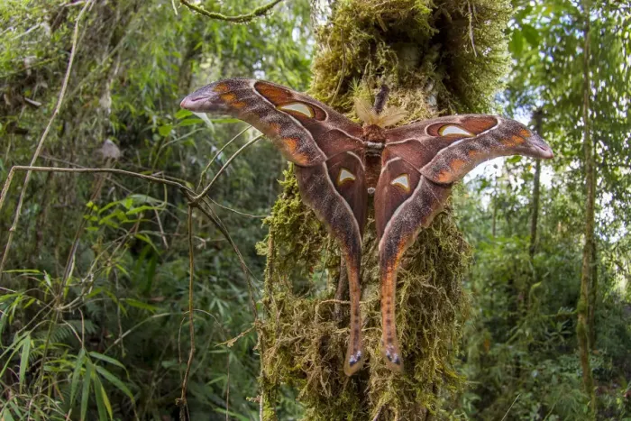Framed Print : Hercules moth (Coscinocera hercules) recently emerged in montane rinforest. Ambua Lodge Framed Print : Hercules moth (Coscinocera hercules) recently emerged in montane rinforest. Ambua Lodge