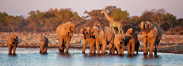 Herd of African elephant (Loxodonta africana) drinking at waterhole with Giraffe (Giraffa camelopardalis) in background, Etosha National Park, Namibia, August 2009