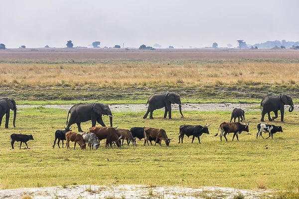 Herd of African Elephants (Loxodonta africana) grazing with cattle, Chobe National