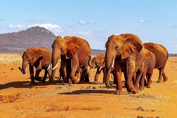 Herd of African elephants (Loxodonta africana) coming to drink at waterhole. Tsavo East National Park, Kenya